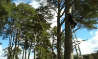 Backwoods Cooking :: Tree Climb Leap of Faith  photo