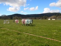  Tin Can Stoves & Treats :: Bubble football  photo