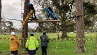 In the Trees photo