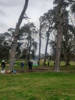In the Trees photo
