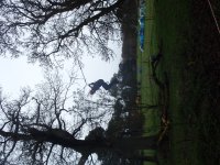 In the Trees photo