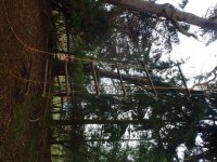 In the Trees photo