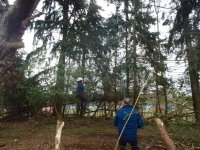 In the Trees photo