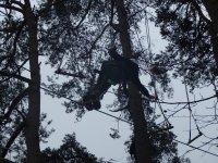 In the Trees photo